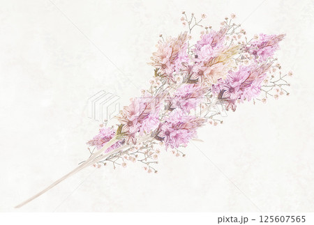 挿絵に使える薄い紫色のレースラベンダーの花束 挿絵に使える薄い紫色のレースラベンダーの花束 125607565