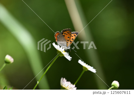 ベニシジミ蝶と源平小菊 ベニシジミ蝶と源平小菊 125607611