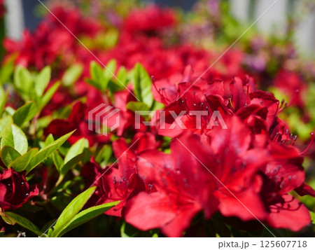 赤いツツジ　満開　コピースペース　目の冴える赤。　記憶に残る赤。　自然の成せる技を楽しむ 125607718