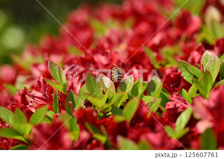 キリシマツツジ(霧島躑躅)とミツバチ キリシマツツジ(霧島躑躅)とミツバチ 125607761