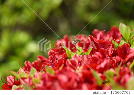 キリシマツツジ(霧島躑躅)とミツバチ キリシマツツジ(霧島躑躅)とミツバチ 125607762