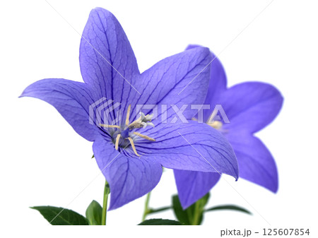 桔梗の花 秋の七草のひとつ A3 (fix撮影) 桔梗の花 秋の七草のひとつ A3 (fix撮影) 125607854