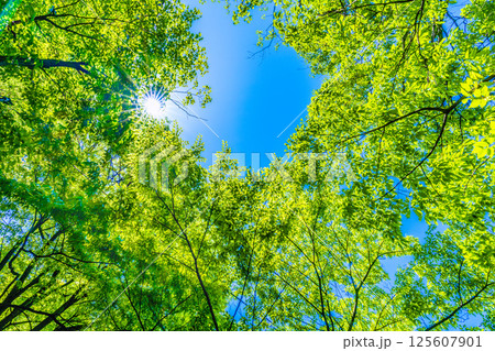日本の横浜都市景観 新緑の季節…。木漏れ日…緑のイメージ…=4月30日 日本の横浜都市景観 新緑の季節…。木漏れ日…緑のイメージ…=4月30日 125607901