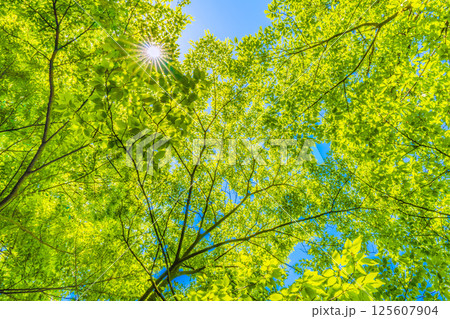 日本の横浜都市景観 新緑の季節…。木漏れ日…緑のイメージ…=4月30日 日本の横浜都市景観 新緑の季節…。木漏れ日…緑のイメージ…=4月30日 125607904