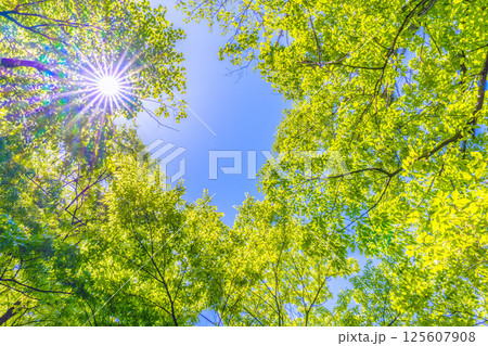 日本の横浜都市景観 新緑の季節…。木漏れ日…緑のイメージ…＝4月30日 125607908