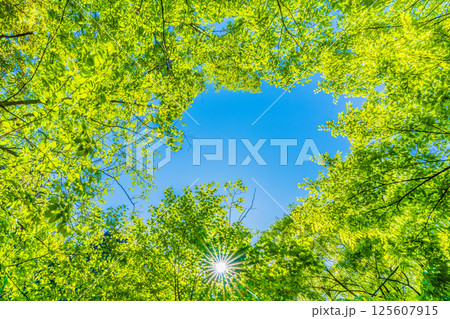 日本の横浜都市景観 新緑の季節…。木漏れ日…緑のイメージ…＝4月30日 125607915