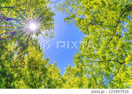 日本の横浜都市景観 新緑の季節…。木漏れ日…緑のイメージ…＝4月30日 125607916