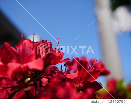 初夏を感じるツツジ。目の覚める赤。自然だからこそ出せる色。コピースペースにピッタリ。 初夏を感じるツツジ。目の覚める赤。自然だからこそ出せる色。コピースペースにピッタリ。 125607994
