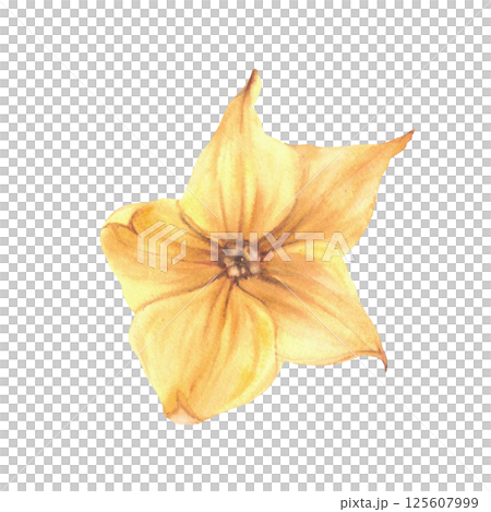 Yellow cucumber flowers. Watercolor blooming garden plant vegetables. Botanical realistic hand drawn illustration for for seeds, gardening, farm crops, food, cosmetic label. Isolated from background Yellow cucumber flowers. Watercolor blooming garden plant vegetables. Botanical realistic hand drawn illustration for for seeds, gardening, farm crops, food, cosmetic label. Isolated from background 125607999