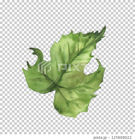 Cucumber green leaf. Watercolor illustration hand drawn Botanical vegetable farm plant. Clipart perfect for vegetarian food label, eco, cosmetic prints, floral design. Isolated from background clipart 125608022