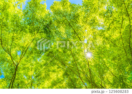 日本の横浜都市景観 新緑の季節…。木漏れ日…緑のイメージ…＝4月30日 125608283