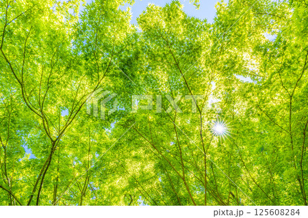 日本の横浜都市景観 新緑の季節…。木漏れ日…緑のイメージ…=4月30日 日本の横浜都市景観 新緑の季節…。木漏れ日…緑のイメージ…=4月30日 125608284
