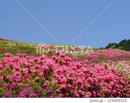 青空に映えるピンク色の花（姫の沢公園のつつじ） 125608320