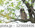 フクロウ 125608406