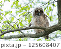 フクロウ 125608407
