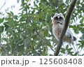 フクロウ 125608408