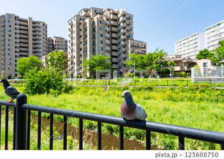 野川の鳩を撮る　京王線国領駅近く　春の青空　東京都調布市菊野台 125608750