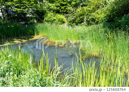 前原公園（とんぼ池公園）を散策　春の青空　東京都狛江市西野川 125608764