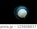 水槽を漂うクラゲ 125608837