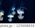 水槽を漂うクラゲ 125608838