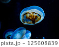 水槽を漂うクラゲ 125608839
