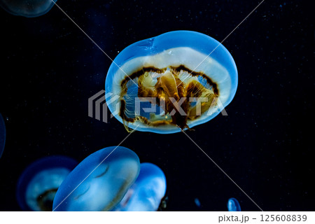 水槽を漂うクラゲ 125608839