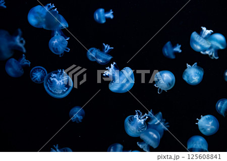 水槽を漂うクラゲ 水槽を漂うクラゲ 125608841