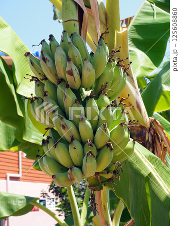A green bananas grow in cluster on banana plant, surrounded by large green leaves, showcasing their fresh and vibrant appearance A green bananas grow in cluster on banana plant, surrounded by large green leaves, showcasing their fresh and vibrant appearance 125608860