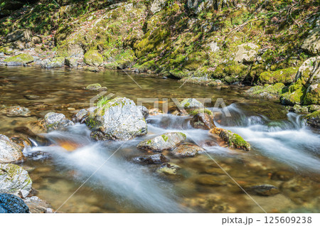 京都の清流　清滝川　京都市右京区 125609238