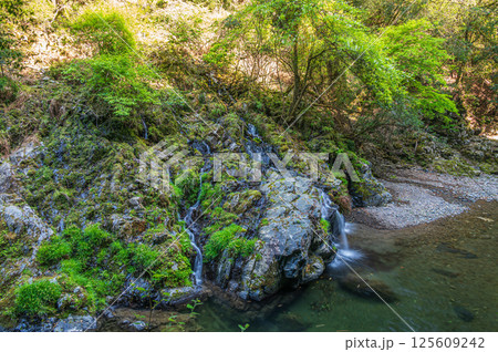 京都の清流　清滝川にそそぐ小さな滝　京都市右京区 125609242