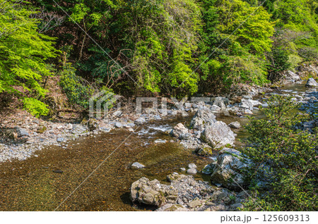 京都の清流　清滝川　京都市右京区 125609313