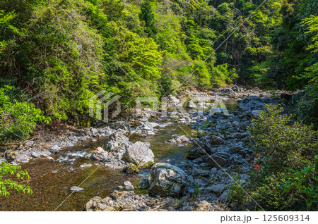 京都の清流　清滝川　京都市右京区 125609314