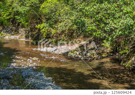京都の清流　清滝川　京都市右京区 125609424