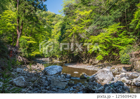 京都の清流　清滝川　京都市右京区 125609429