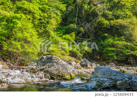 京都の清流 清滝川 京都市右京区 京都の清流 清滝川 京都市右京区 125609435