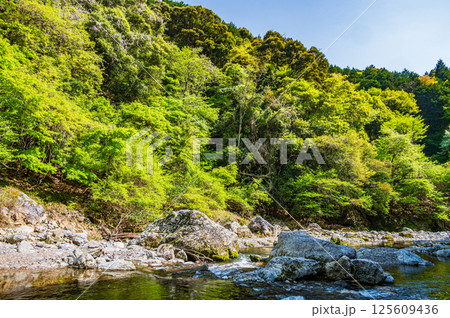 京都の清流 清滝川と新緑の山 京都市右京区 京都の清流 清滝川と新緑の山 京都市右京区 125609436
