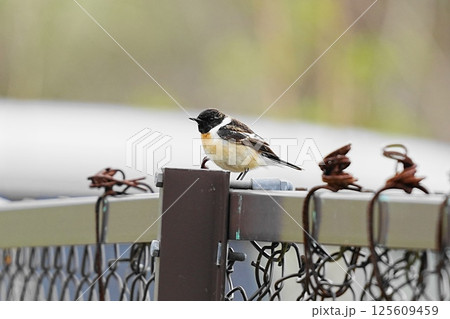 フェンスにとまるノビタキ 125609459