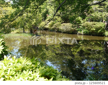 烏山弁天池(東京の名湧水57選) 烏山弁天池(東京の名湧水57選) 125609521