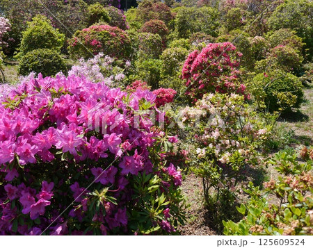 西沢つつじ園（世田谷区） 125609524