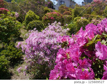 西沢つつじ園（世田谷区） 125609527