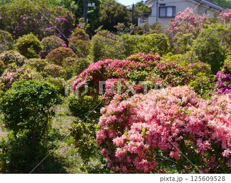 西沢つつじ園（世田谷区） 125609528