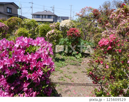 西沢つつじ園（世田谷区） 125609529