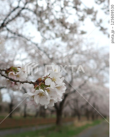 新潟県　新発田市　加治川治水記念公園の桜 125609530
