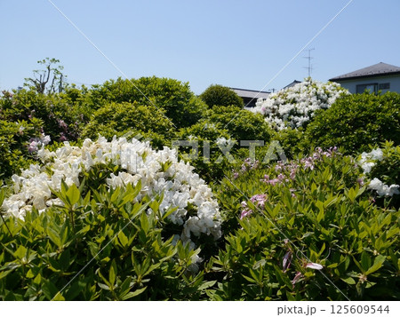 烏山つつじ緑地（世田谷区） 125609544