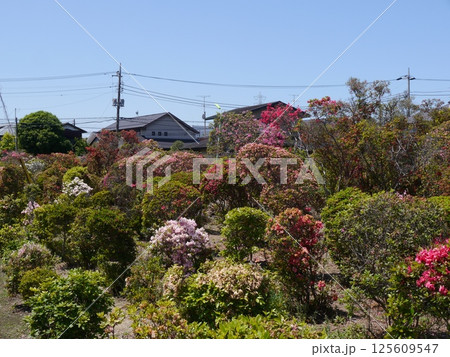 西沢つつじ園 125609547