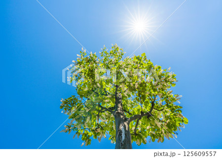日本の横浜都市景観 緑と白が映えるハクウンボク（白雲木）…。花言葉は壮大、愛の旅、朗らかな人＝30日 125609557