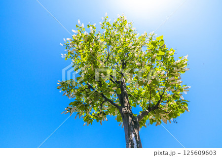 日本の横浜都市景観 緑と白が映えるハクウンボク（白雲木）…。花言葉は壮大、愛の旅、朗らかな人＝30日 125609603