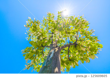 日本の横浜都市景観 緑と白が映えるハクウンボク（白雲木）…。花言葉は壮大、愛の旅、朗らかな人＝30日 125609605