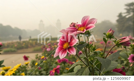 air pollution PM2.5 concept, Vibrant flowers in a foggy garden setting 125609907