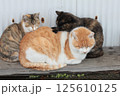 ぴったりくっついておやすみ中の子猫とどっしりの父猫とのスリーショット 125610125
